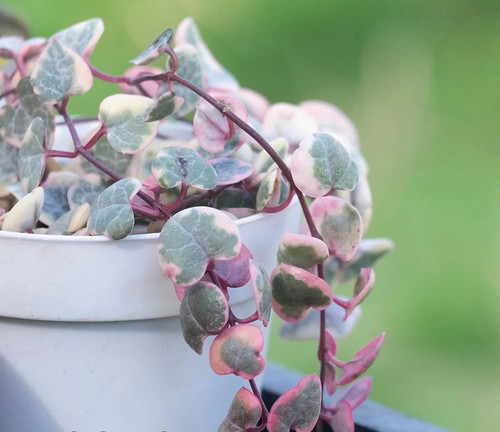Ceropegia linearis woodii