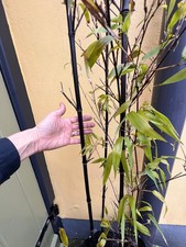 Black Stem Bamboo + New
