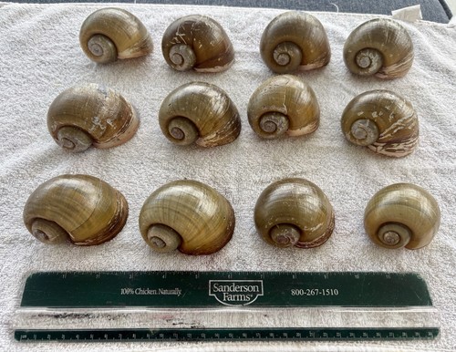 Lot apple snail shells - lot, of