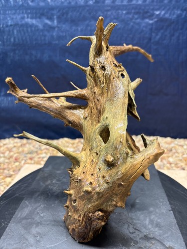 Driftwood aquarium reptile - aquarium,