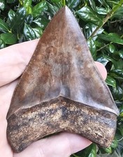 Georgia Megalodon Shark Tooth