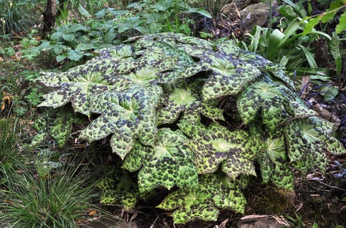 Podophyllum spotty dotty - spotty,