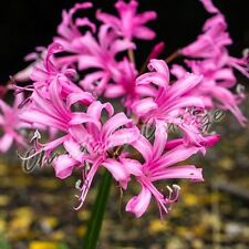 Nerine Bowdenii Garden Bulbs
