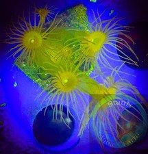 SAF~ “WYSIWYG” Yellow