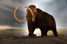 EXTINCT WOOLLY MAMMOTH TUSKS