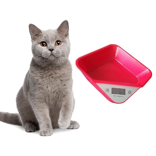 Digital veterinary animal - digital,