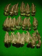 LADY AMHERST PHEASANT