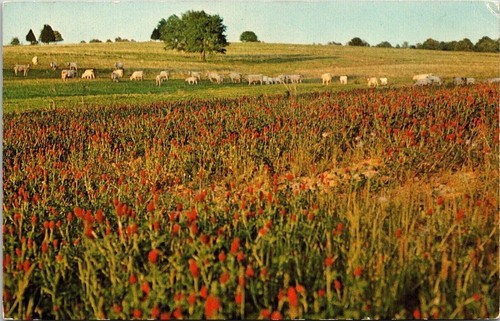 Knee deep red clover - clover, scene