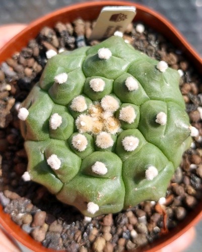 Astrophytum asterias kikko - asterias, 'kikko'
