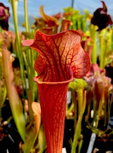 Sarracenia johnny marr hybrid - marr,