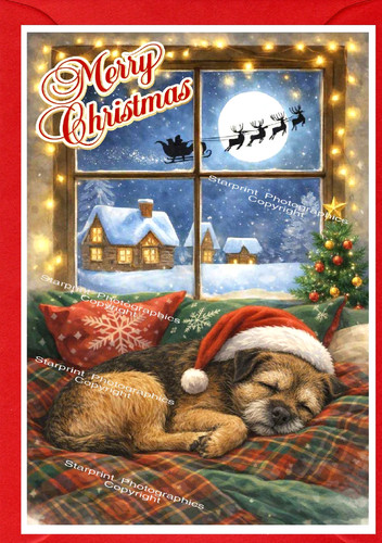 Border terrier dog x - border,