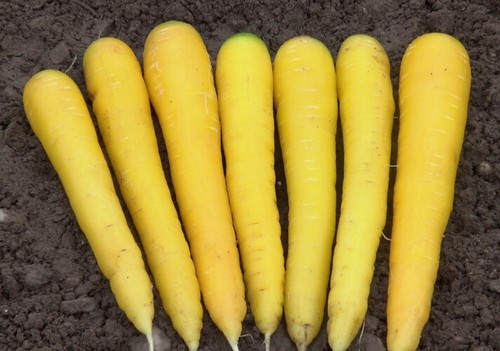 Golden carrot plug plants - golden,