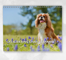Cavalier King Charles Spaniel