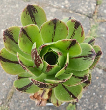Aeonium Chocolate Line Rooted