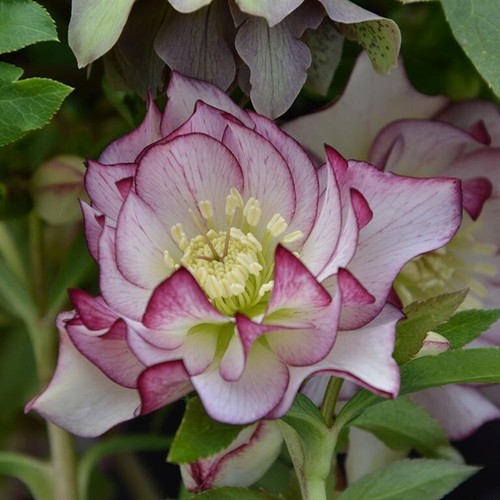Helleborus hellebore - helleborus,