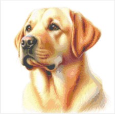New yellow labrador golden - new,