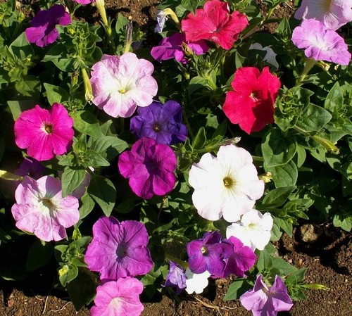 Petunia nana compacta mixed - petunia,
