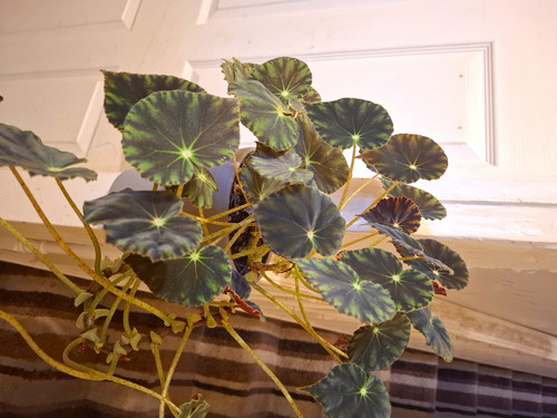Begonia mazae nigricans - begonia, potted