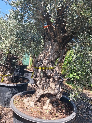 European olive very old trunk - very,