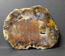 Petrified wood fossil