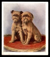 Godfrey Phillips ‘’Our Puppies” 1936 - The Griffon Bruxellois No. 8