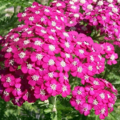 Achillea millefolium cerise - achillea, 'cerise