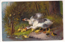Tuck's "Oilette" No. 6945, of  "The Poultry Farm" . Actually Ducks and Ducklings