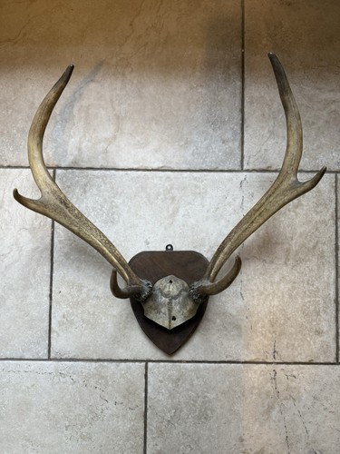 Deer antlers wall mounted - wall,