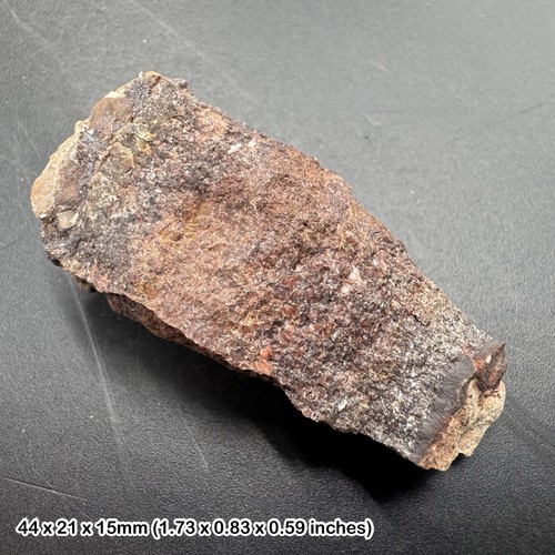 Triceratops dinosaur bone