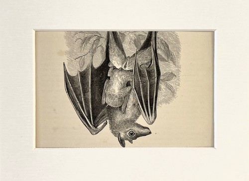 Fox bat flying - fox,