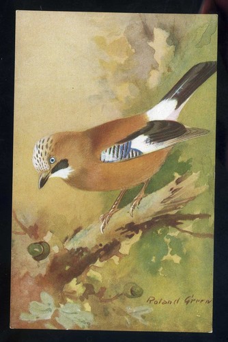 Birds jay by - ,