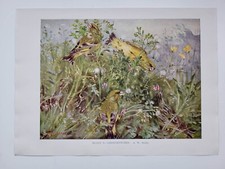 Old vintage colour - old, print