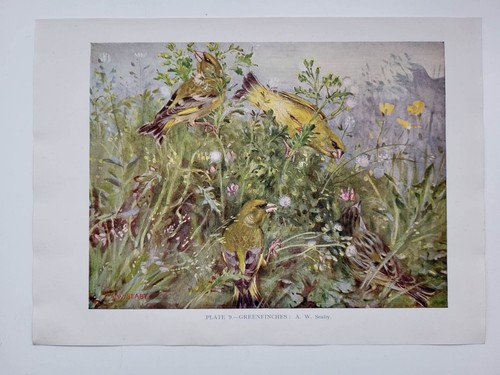 Old vintage colour print - vintage,