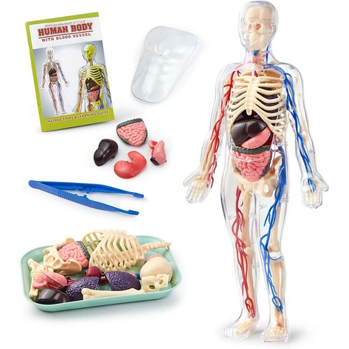 Medical anatomical human body - medical,