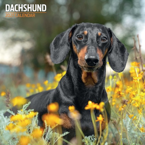 Dachshund 2027 traditional - 2027,