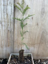 Coast redwood cell - redwood, 60/80cm