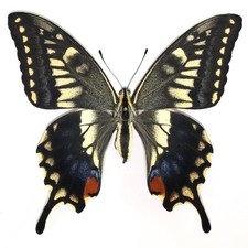 SPECIMEN - Papilio machaon