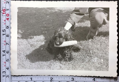 Pet dog holding cob - pet, of