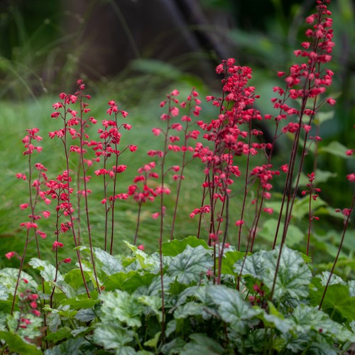 Heuchera coral forest - coral, basket