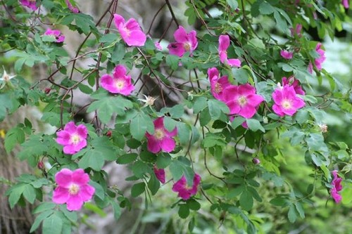 Beautiful thornles rosa - beautiful,