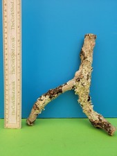 CORK BARK BRANCH 20CM SNAKE