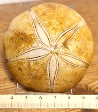 Echinoid Fossil Sand Dollar Polished Sea Urchin Clypeasteroida Nice Quality