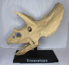 Dinosaur Skull Replica -