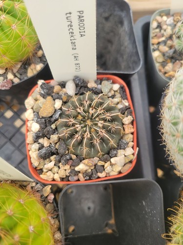 Parodia - , (notocactus)