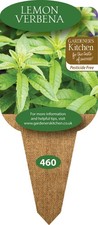 Lemon Verbena - 3 x 10cm Plug