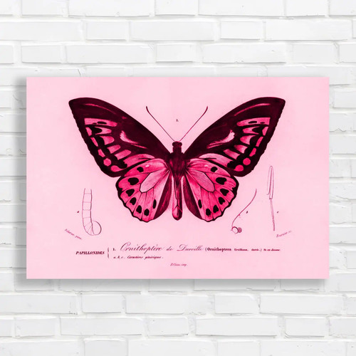 Ornithoptera darville - de,