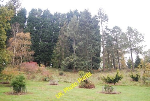 Photo 6x4 national pinetum - national,