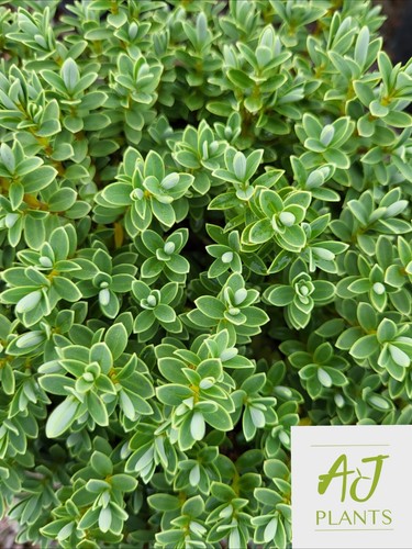 Hebe pinguifolia sutherlandii - hebe,