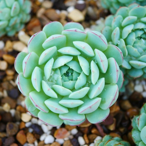 Echeveria vincent catto 4cm - catto,