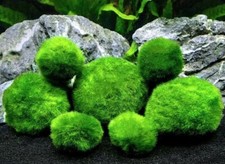Marimo moss balls beautiful - marimo,